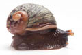 Acavus haemastoma melanotragus Induruwa, Sri Lanka juvenil, 15 mm